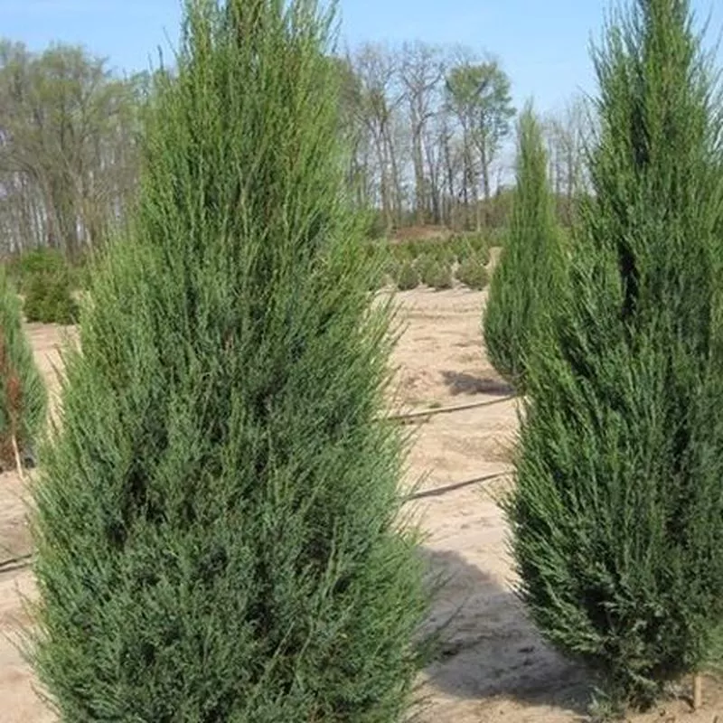 skyrocket-juniper-tree Skyrocket Juniper Tree