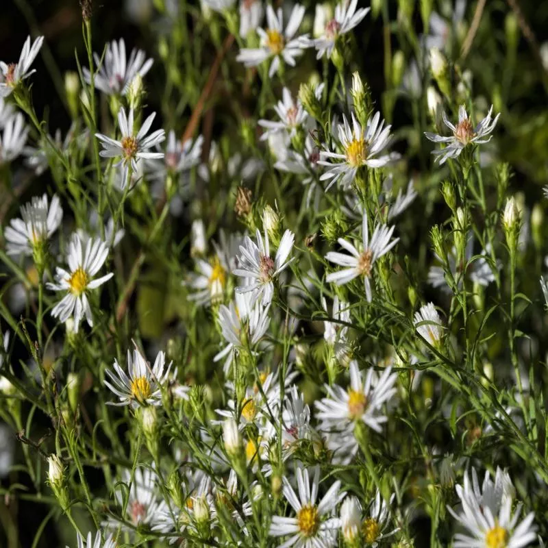 snowbank-false-aster Snowbank False Aster