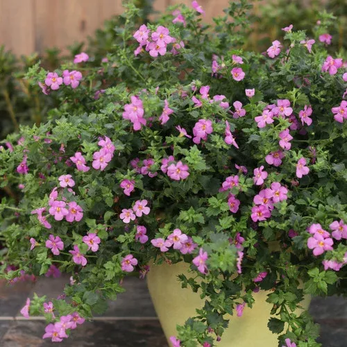 Snowstorm Rose Bacopa