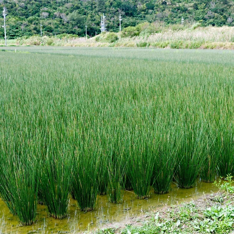 soft-rush-grass Soft Rush Grass