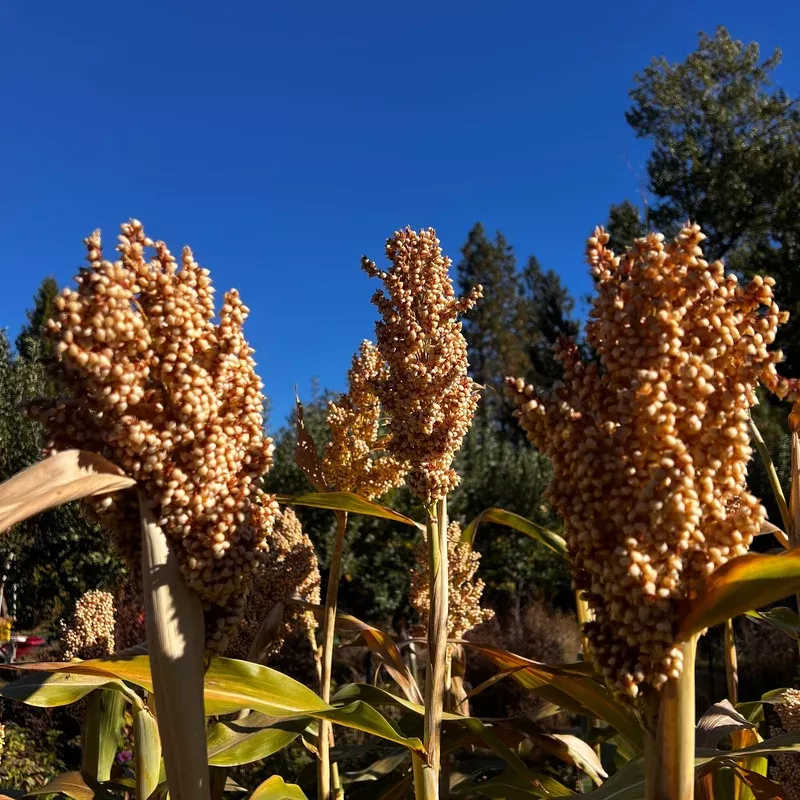 Sorghum Muhia Kenya