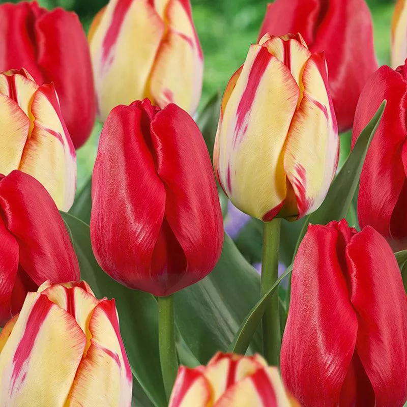 spring-break-tulip-bulb-blend-pack-12 Spring Break Tulip Bulb Blend (Pack of 12)