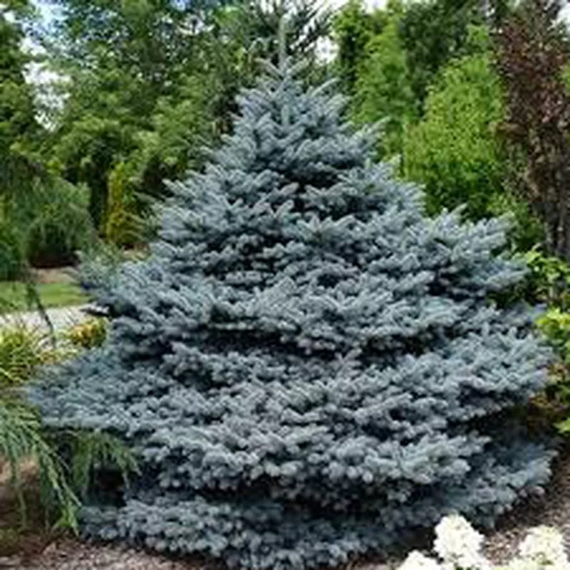 Spruce - Lundebys Dwarf Blue