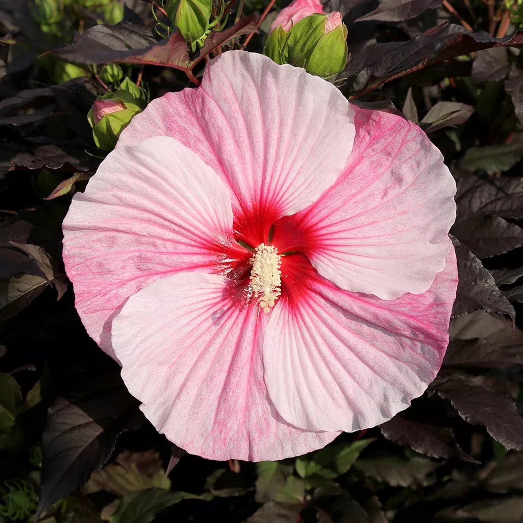‘Starry Starry Night’ Hibiscus