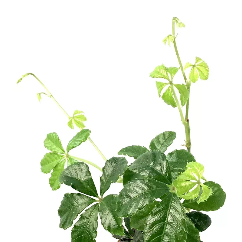 sugar-vine-2-5in-parthenocissus-clusiifolia Sugar Vine 2.5in Parthenocissus Clusiifolia