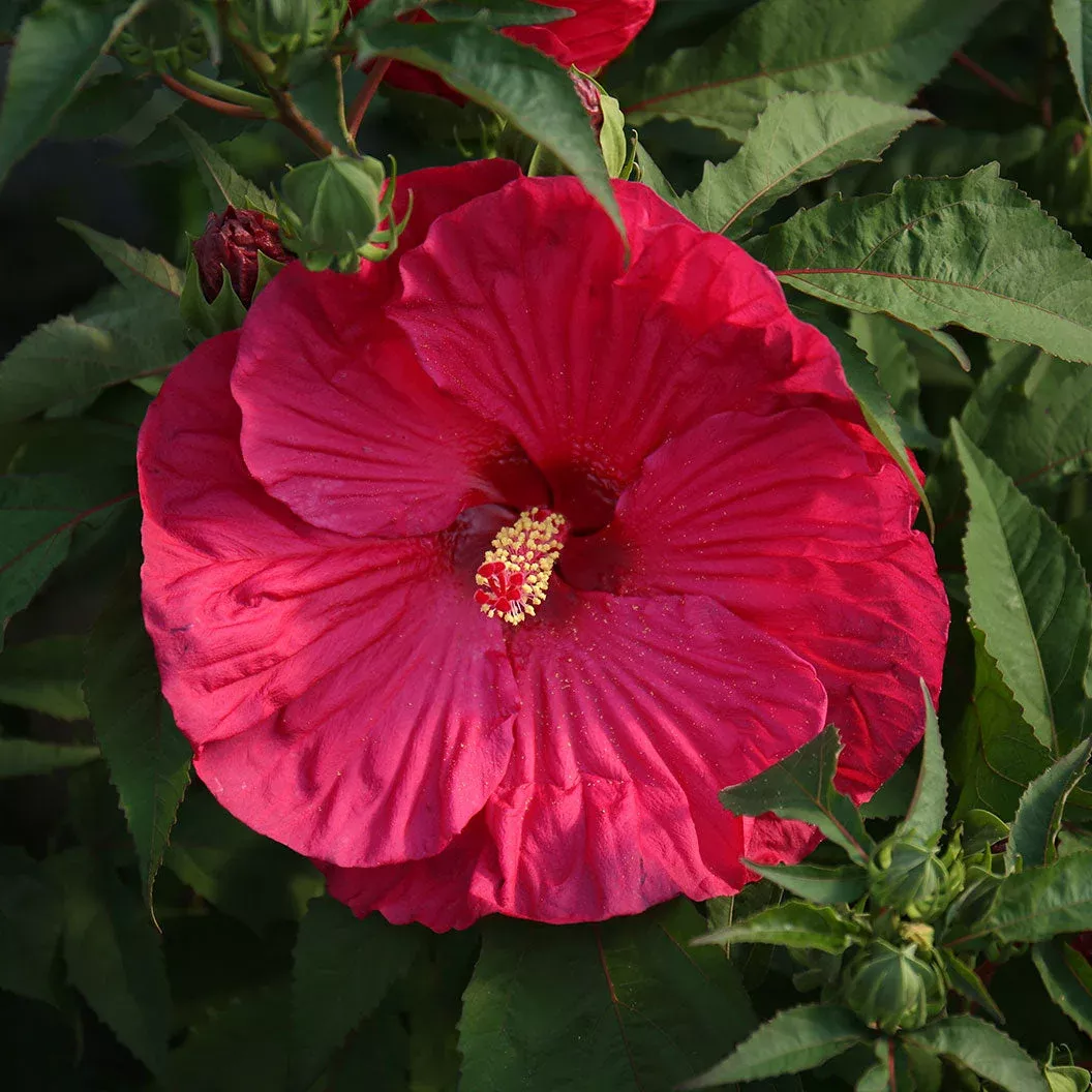 ‘Summer in Paradise’ Hibiscus