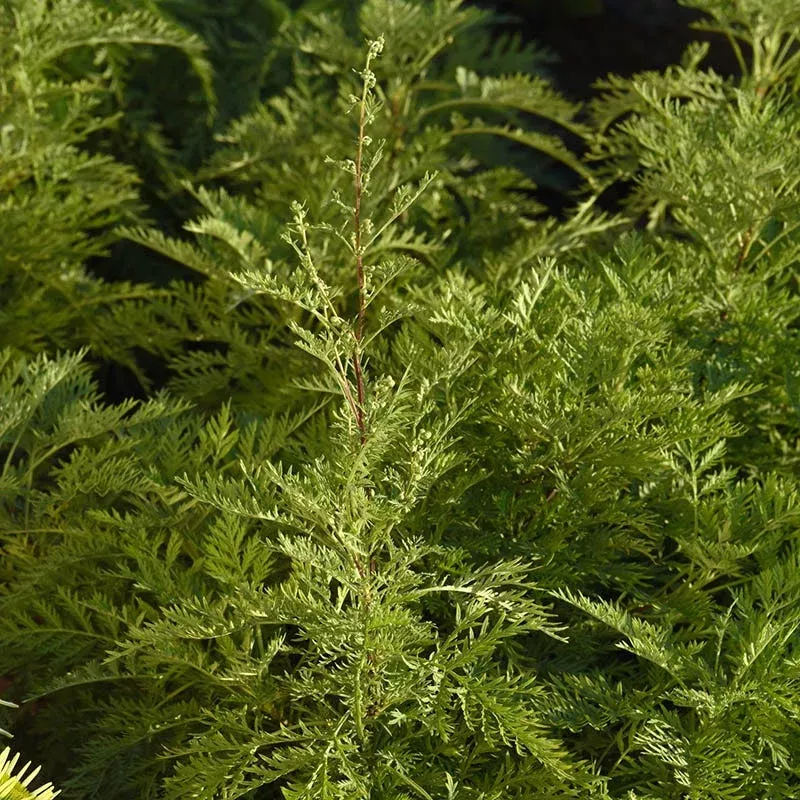 sunfern-arcadia-artemisia SunFern Arcadia Artemisia