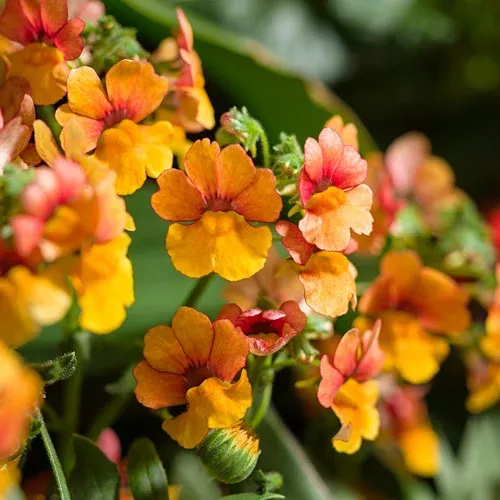 sunsatia-blood-orange-nemesia Sunsatia Blood Orange Nemesia