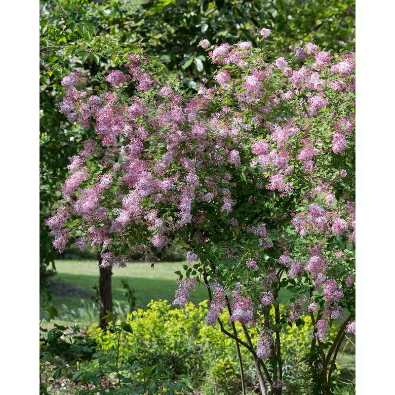syringa-superba Syringa ‘Superba’