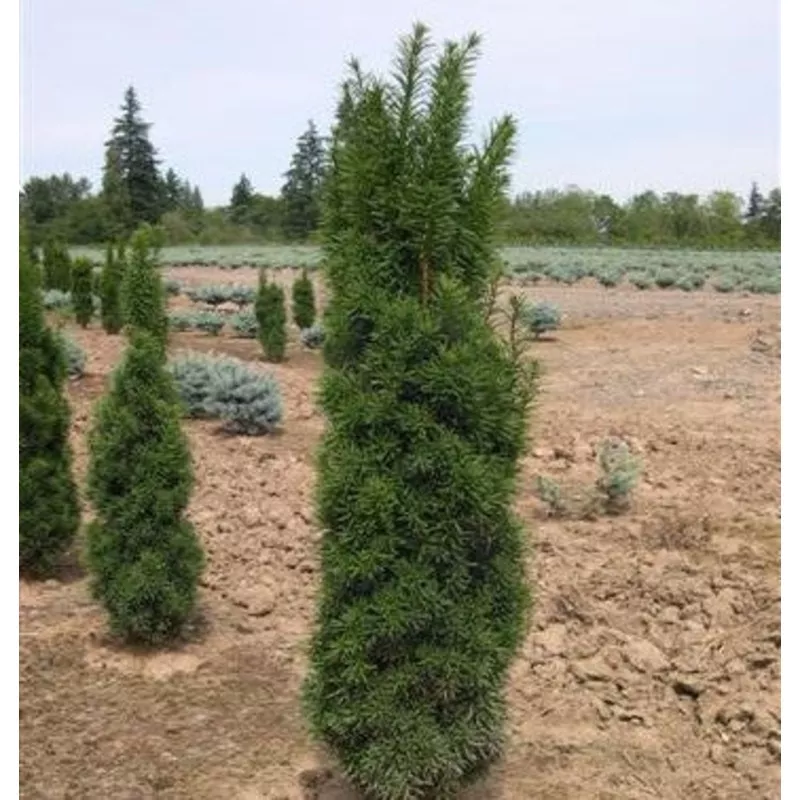taxus-x-media-stricta-3 Taxus x media Stricta 3′