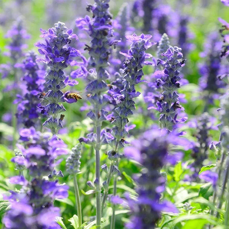 texas-violet-salvia Texas Violet Salvia