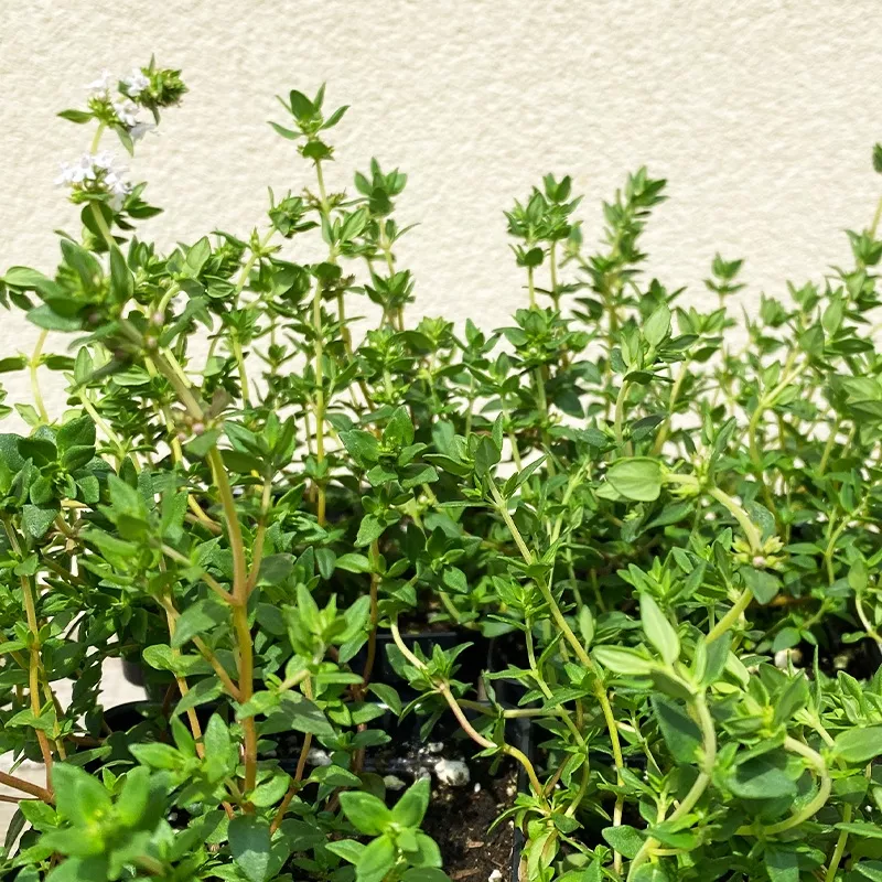 thymus-vul-french-3-5 Thymus vul ‘French’ 3.5″