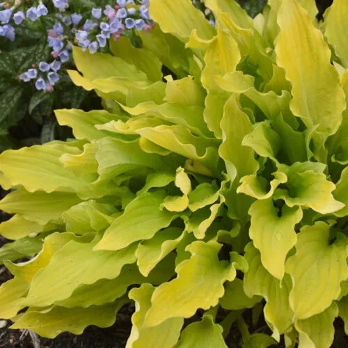 time-in-bottle-hosta Time in a Bottle Hosta