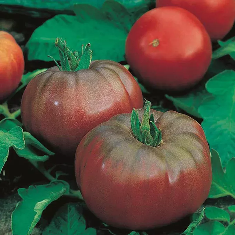 tomato-black-russian Tomato Black Russian