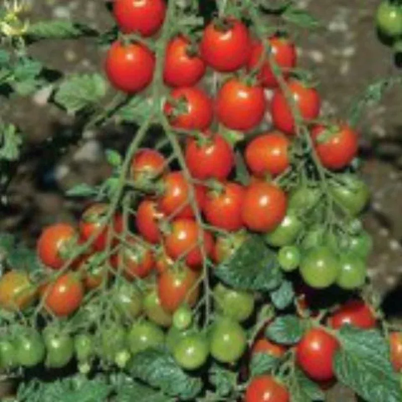 tomato-camp-joy-cherry Tomato Camp Joy Cherry