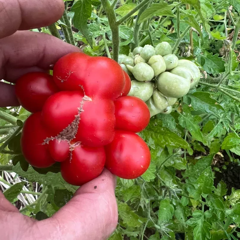 Tomato Chesnovy