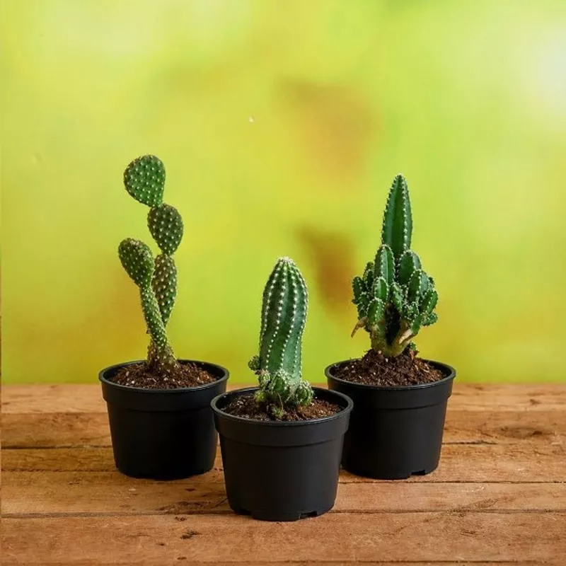 top-3-cactus-plants-pack Top 3 Cactus Plants Pack