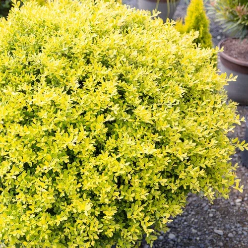 touch-gold-holly Touch Of Gold™ Holly