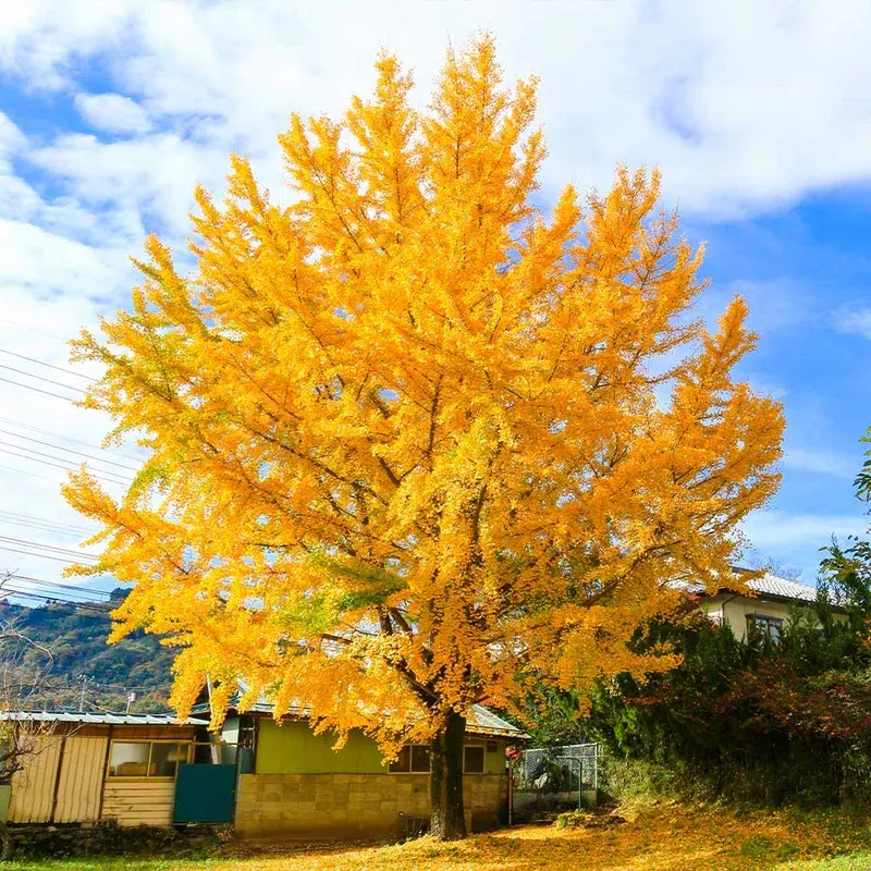 tree-life-gingko-biloba Tree of Life – Gingko Biloba