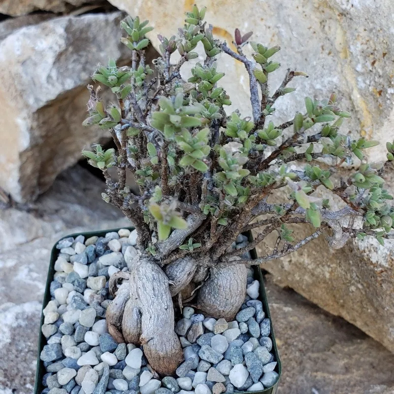trichodiadema-bulbosom Trichodiadema bulbosom
