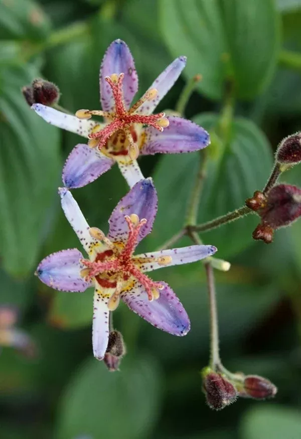 tricyrtis-seiryu Tricyrtis ‘Seiryu’