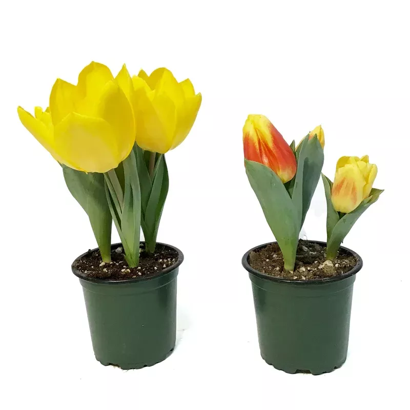 tulip-4in-planted-bulb-assorted-colours Tulip 4in Planted Bulb Assorted Colours