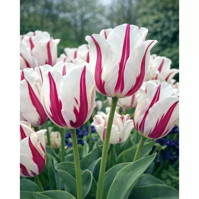 tulip-alise Tulip ‘Alise’