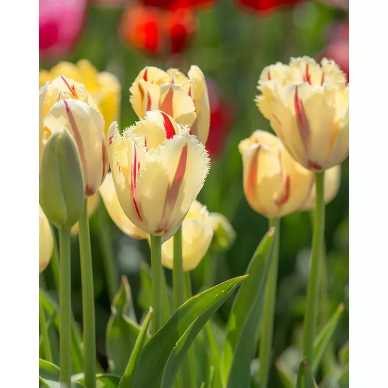 Tulip ‘Carrousel’