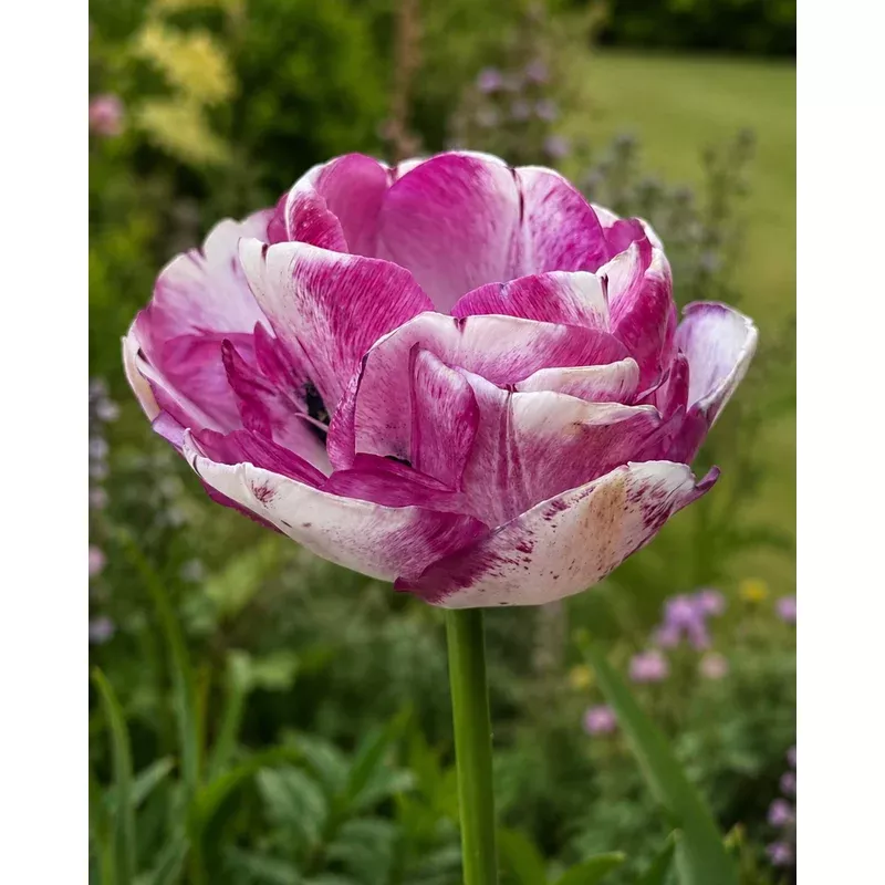 Tulip ‘Cassis Meringue’