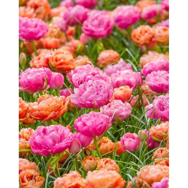 tulip-collection-gracy-s-pride Tulip collection ‘Gracy’s Pride’