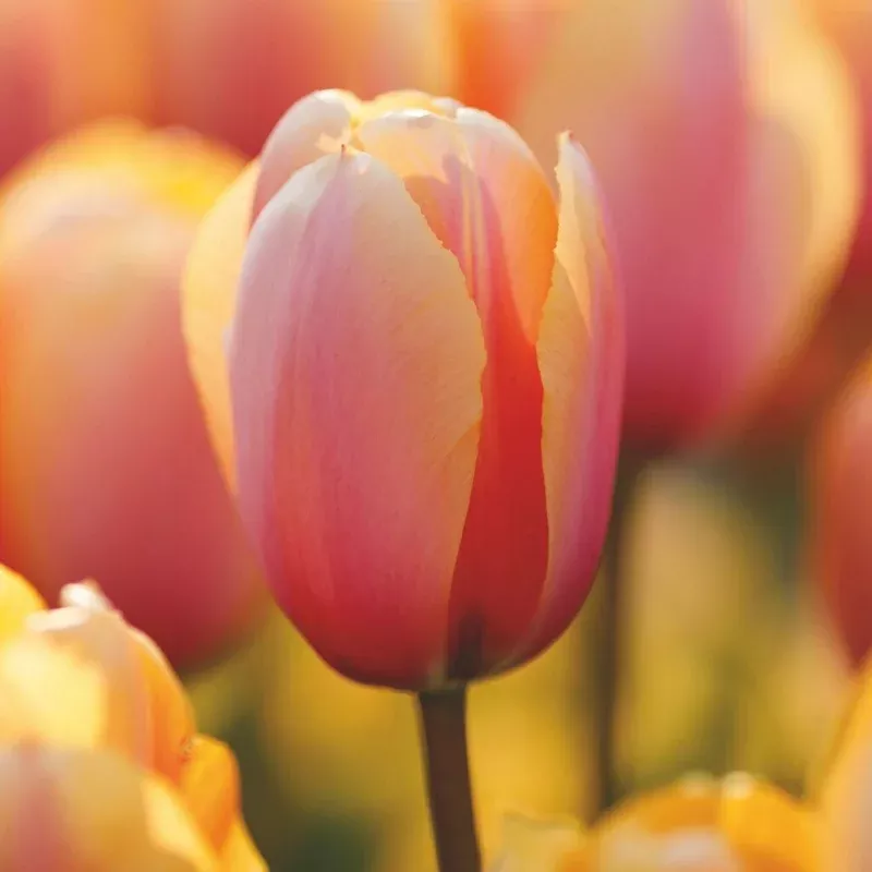 tulip-darwin-hybrid-blushing-impression Tulip Darwin Hybrid Blushing Impression