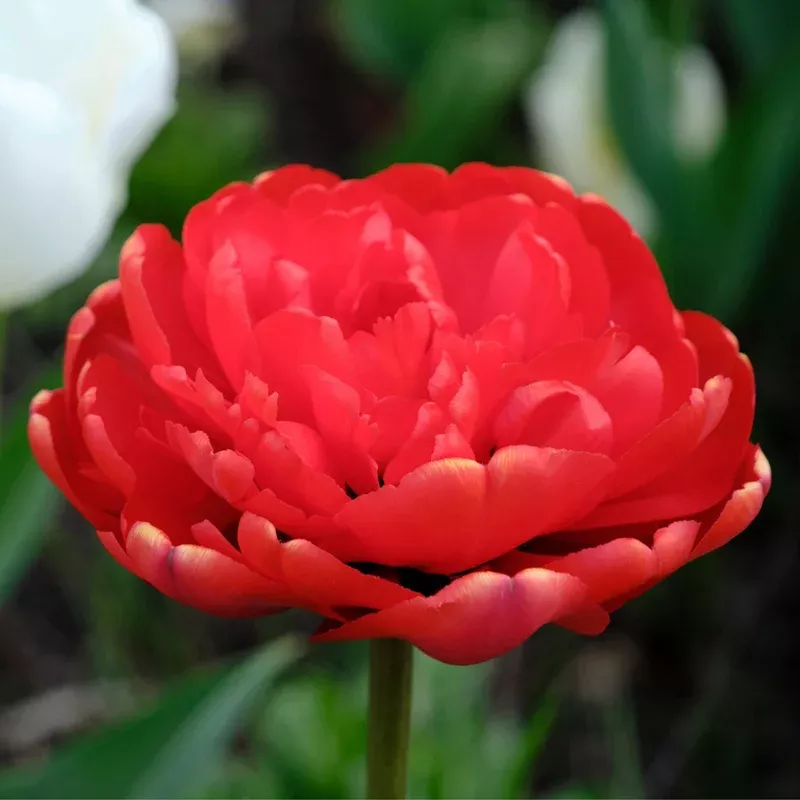 tulip-double-late-miranda Tulip Double Late Miranda