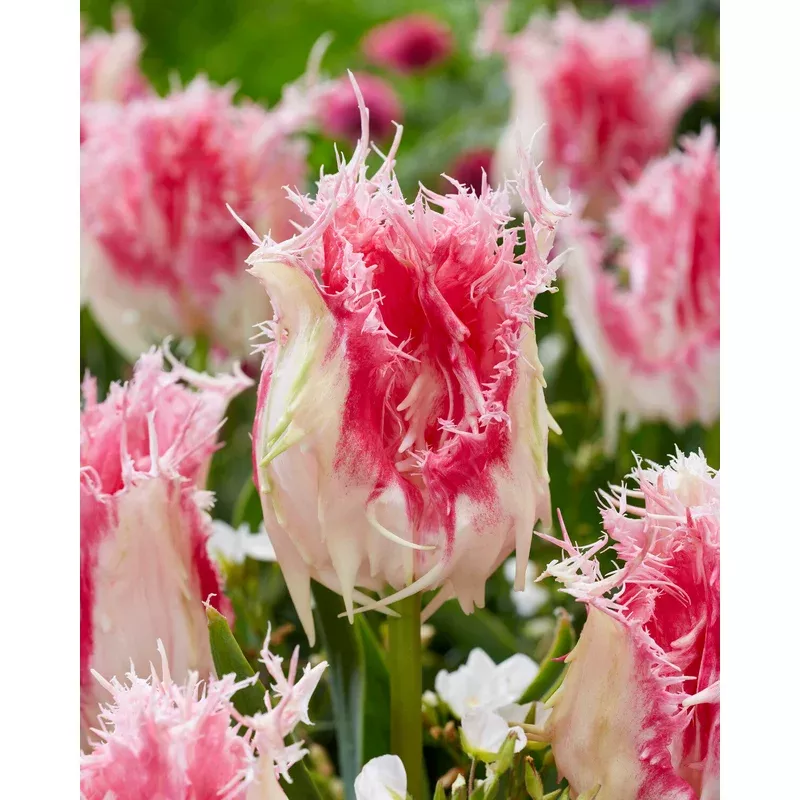 tulip-drakensteyn Tulip ‘Drakensteyn’