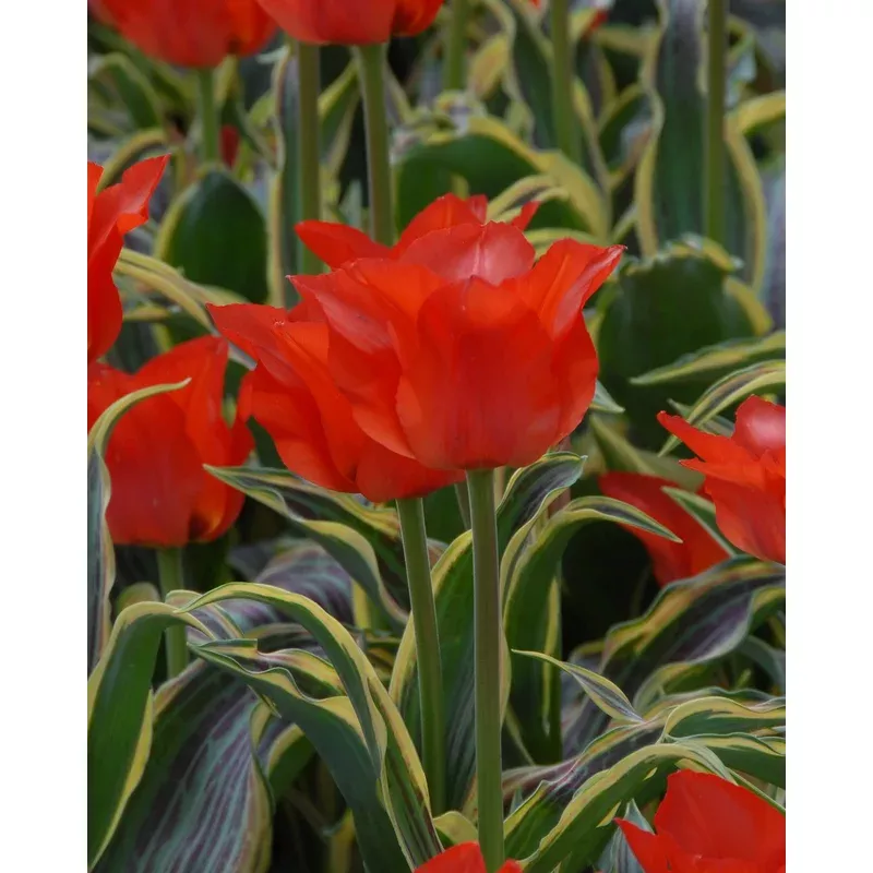 tulip-fire-love Tulip ‘Fire of Love’