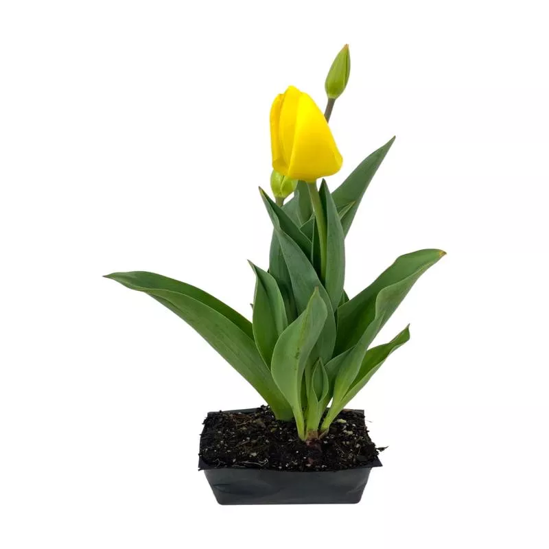 tulip-kikomachi-pack Tulip ‘Kikomachi’ Pack