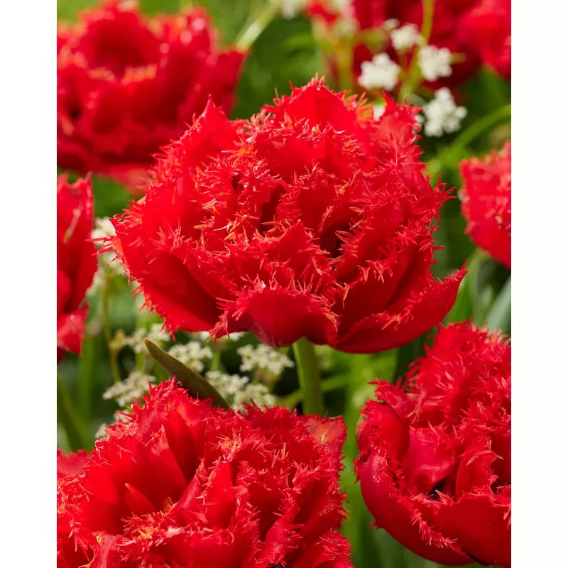 tulip-mi-amor Tulip ‘Mi Amor’