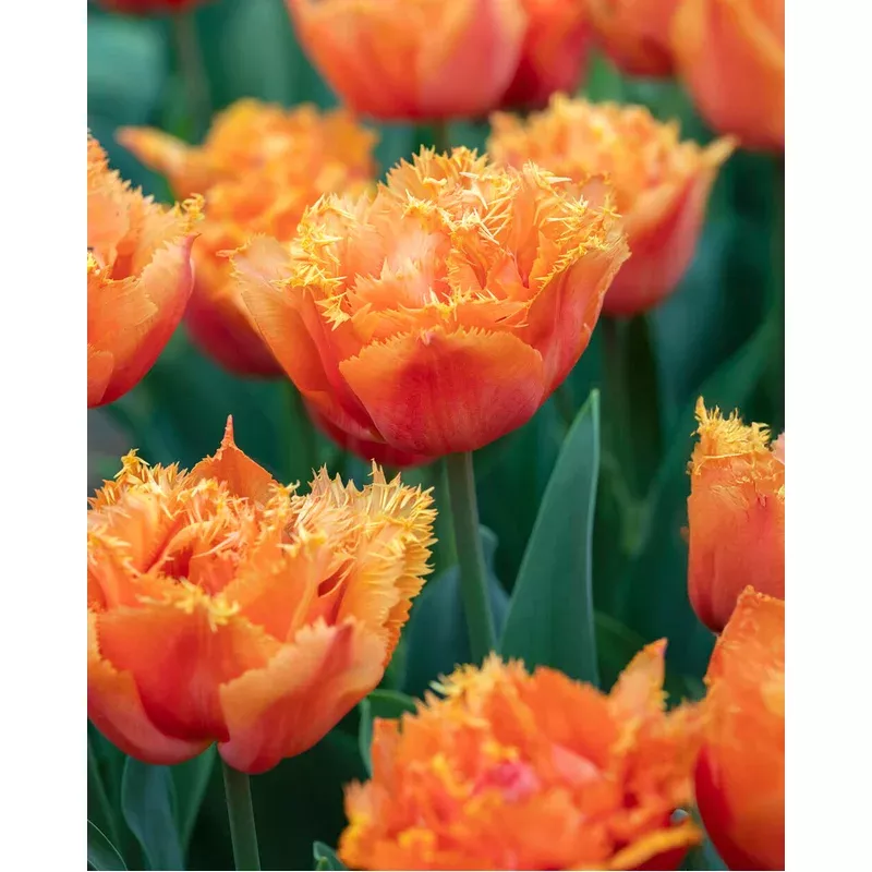 tulip-orange-passion Tulip ‘Orange Passion’