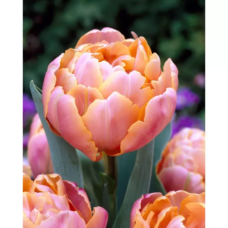 tulip-pink-star Tulip ‘Pink Star’