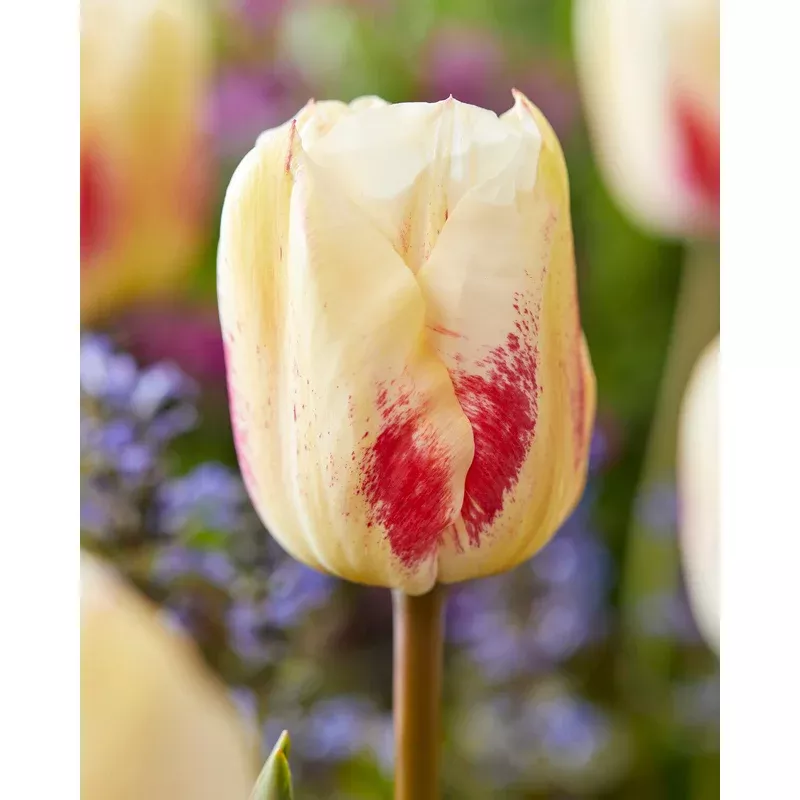 tulip-tango Tulip ‘Tango’