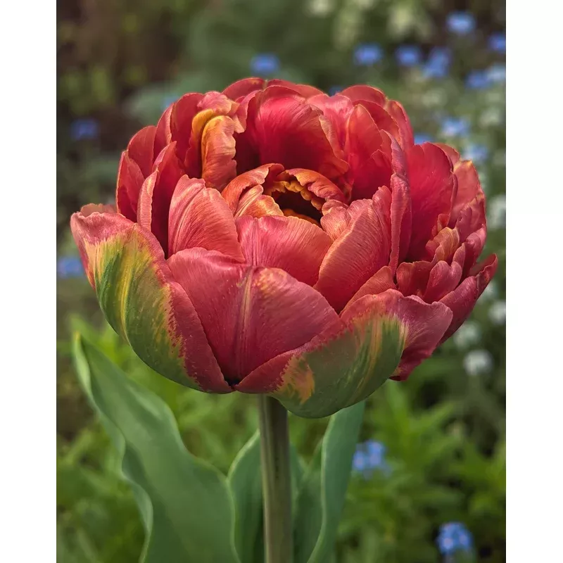 tulip-velvet-truffle Tulip ‘Velvet Truffle’