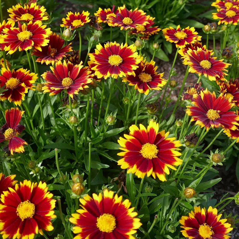 uptick-red-tickseed-coreopsis Uptick Red Tickseed (Coreopsis)