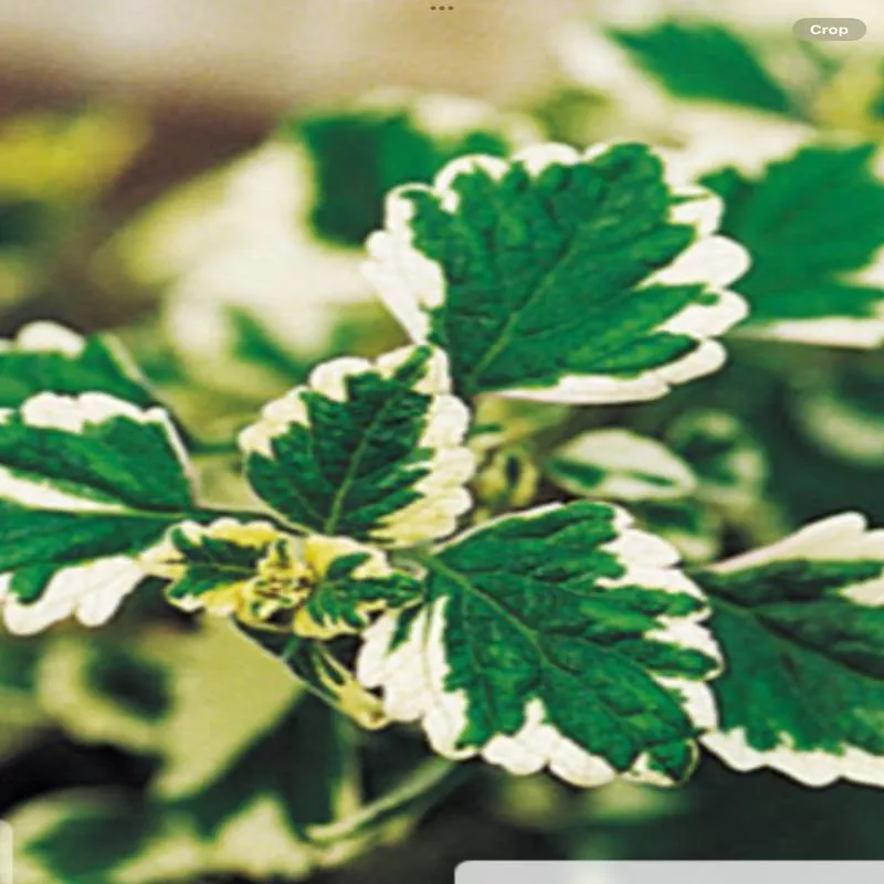 ‘variegata’ Variegated Swedish IvyPlectranthus coleoides