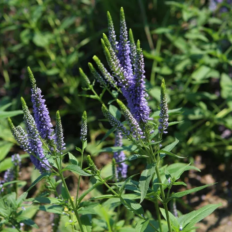 veronica-first-glory VERONICA FIRST GLORY