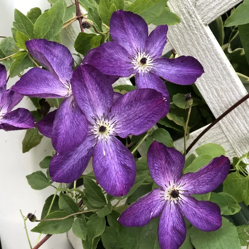 ‘Viticella Venosa Violacea’ Clematis