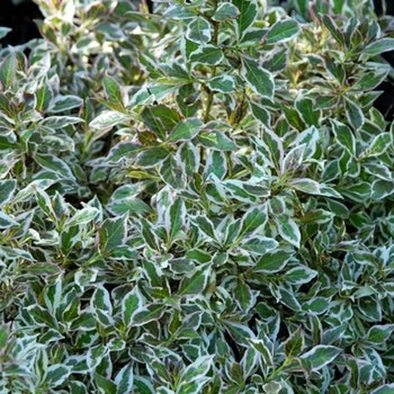 Weigela - Variegated