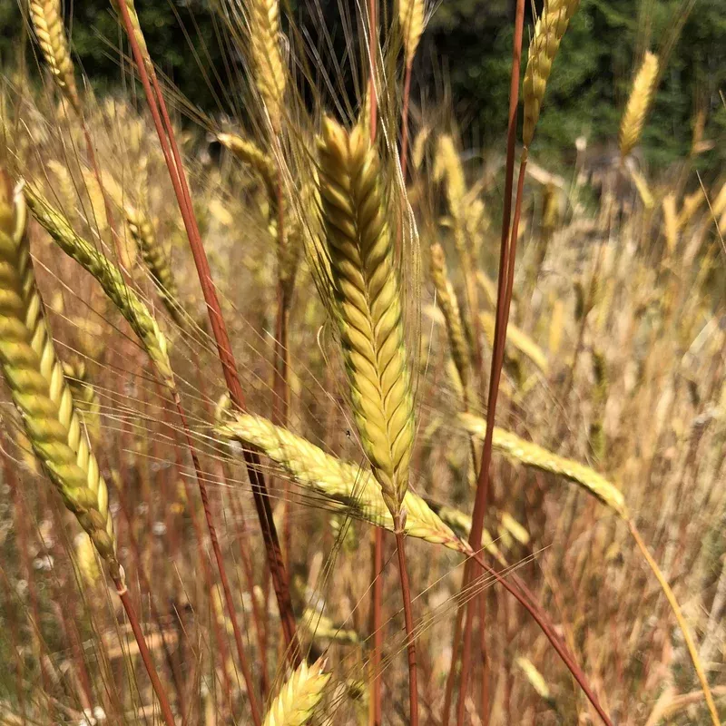 wheat-einkorn-greek Wheat Einkorn Greek