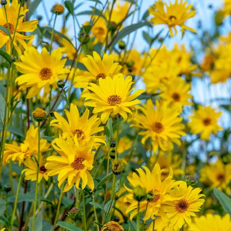 willow-leaved-sunflower Willow-Leaved Sunflower