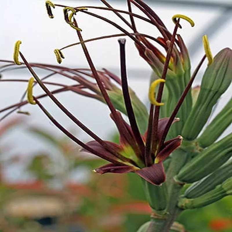 x MANGAVE ‘MACHA MOCHA’