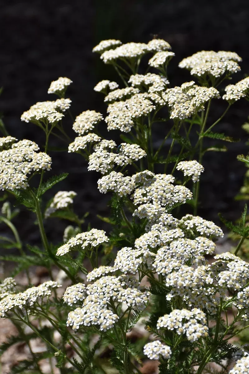 yarrow-common Yarrow Common