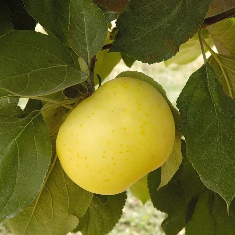 yellow-transparent-apple-trees Yellow Transparent Apple Trees
